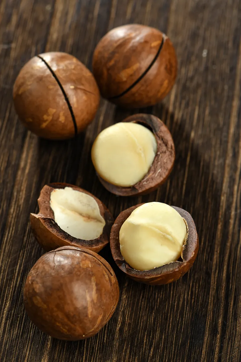 Factory bulk fresh macadamia nuts in shell