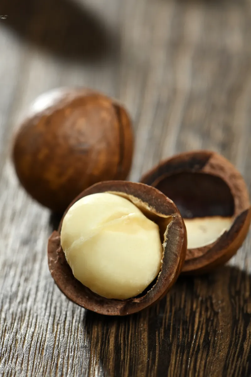 Factory bulk fresh macadamia nuts in shell