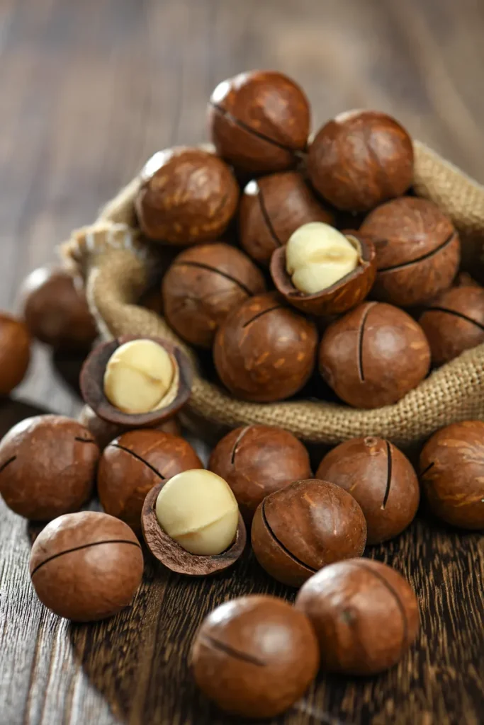 Factory bulk fresh macadamia nuts in shell