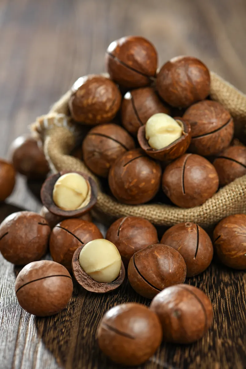 Factory bulk fresh macadamia nuts in shell