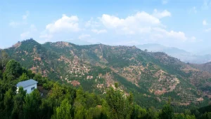 大雪山夏果种植基地